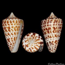 Lindaconus atlanticus (Clench, 1842)