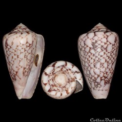 Darioconus bazarutensis (Fernandes & Monteiro, 1988)