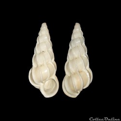 Epitoniidae - Gyroscala commutata (Monterosato, 1877)