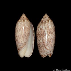 Olividae - Americoliva reticularis (Lamarck, 1811)