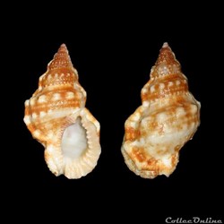 Bursidae - Bursa cubaniana (d'Orbigny, 1841)