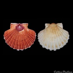 Pectinidae - Pecten jacobaeus (Linné, 1758)