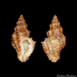 Muricidae - Muricopsis cristata (Brocchi, 1814)