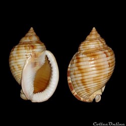 Cassidae - Semicassis undulata (Gmelin, 1791)