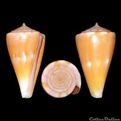 Kioconus (Isoconus) sazanka (Shikama, 1970)