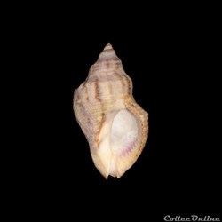 Muricidae - Stramonita canaliculata (Gray, 1839)