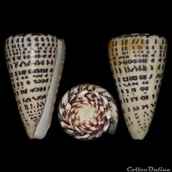 Lithoconus leopardus (Röding, 1798)