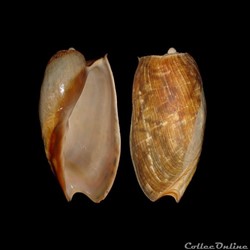 Volutidae - Cymbium marmoratum (Link, 1807)
