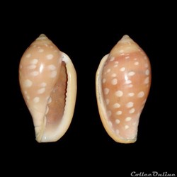 Marginellidae - Marginella sebastiani (Marche & Rosso, 1979)