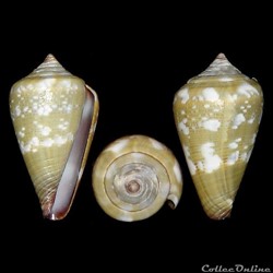 Lautoconus (Africonus) irregularis (Sowerby II, 1858)