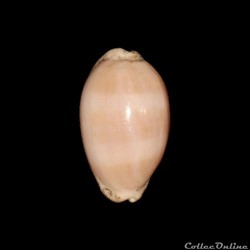 Cypraeidae - Luria cinerea (Gmelin, 1791)