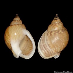 Nassariidae - Tritia mutabilis (Linné, 1758)