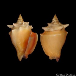Strombidae - Strombus pugilis (Linné, 1758)