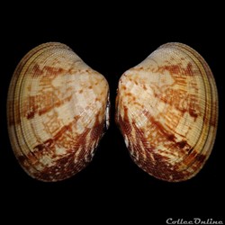 Veneridae - Polititapes aureus (Gmelin, 1791)