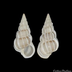 Epitoniidae - Gyroscala commutata (Monterosato, 1877)