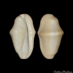 Ovulidae - Cyphoma gibbosum (Linné, 1758)