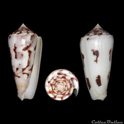 Pionoconus gubernator (Hwass, 1792)