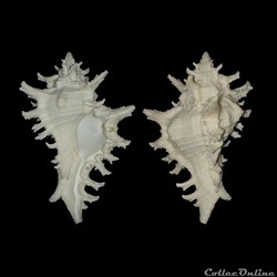 Muricidae - Chicoreus brevifrons (Lamarck, 1822)