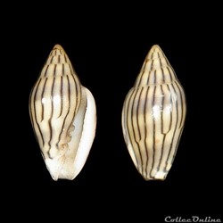 Marginellidae - Marginella cleryi (Petit de la Saussaye, 1836)