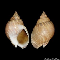Nassariidae - Tritia mutabilis (Linné, 1758)