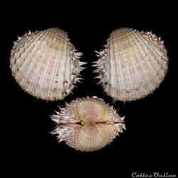Cardiidae - Acanthocardia aculeata (Linné, 1758)