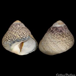 Trochidae - Phorcus lineatus (da Costa, 1778)