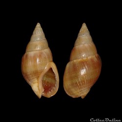 Nassariidae - Tritia corniculum (Olivi, 1792)