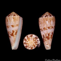 Afonsoconus kinoshitai (Kuroda, 1956)