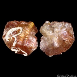 Anomiidae - Anomia ephippium (Linné, 1758)