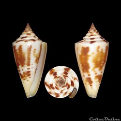 Dauciconus (Dauciconus) anabathrum (Crosse, 1865)