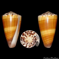 Strategoconus (Vituliconus) planorbis (Born, 1778)