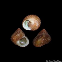 Trochidae - Gibbula turbinoides (Deshayes, 1832)