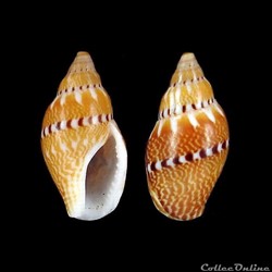 Columbellidae - Rhombinella laevigata (Linné, 1758)