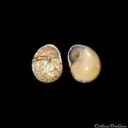 Nassariidae - Tritia neritea (Linné, 1758)