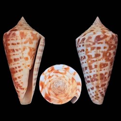 Dauciconus (Dauciconus) regularis (Sowerby I, 1833)