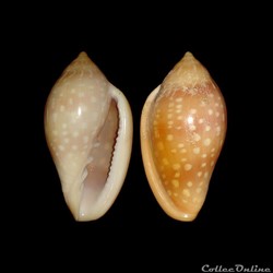 Marginellidae - Marginella sebastiani (Marche & Rosso, 1979)