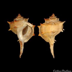 Muricidae - Bolinus brandaris (Linné, 1758)