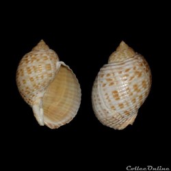 Tonnidae - Tonna pennata (Mörch, 1853)