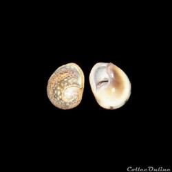 Nassariidae - Tritia neritea (Linné, 1758)