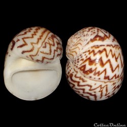 Naticidae - Natica fulminea (Gmelin, 1791)
