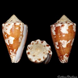 Conidae - Stephanoconus regius (Gmelin, 1791)