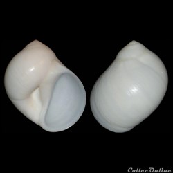Naticidae - Polinices lacteus (Guilding, 1834)