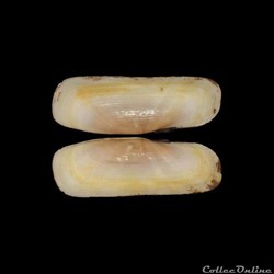 Solecurtidae - Tagelus adansonii (Bosc, 1801)