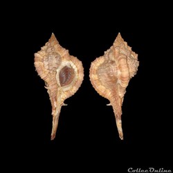 Muricidae - Vokesimurex messorius (Sowerby II, 1841)