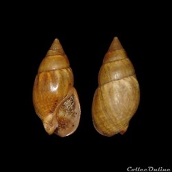 Nassariidae - Tritia corniculum (Olivi, 1792)