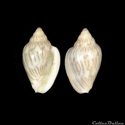 Marginellidae - Glabella reeveana (Petit de la Saussaye, 1851)