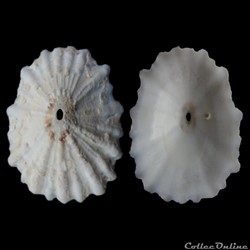Fissurellidae - Fissurella verna (Gould, 1846)