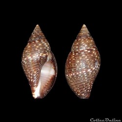 Pisaniidae - Pisania striata (Gmelin, 1791)