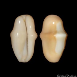 Ovulidae - Cyphoma gibbosum (Linné, 1758)