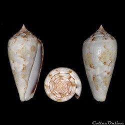 Chelyconus ermineus ermineus (Born, 1778)